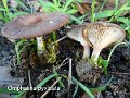 Omphalina pyxidata-amf1365-1